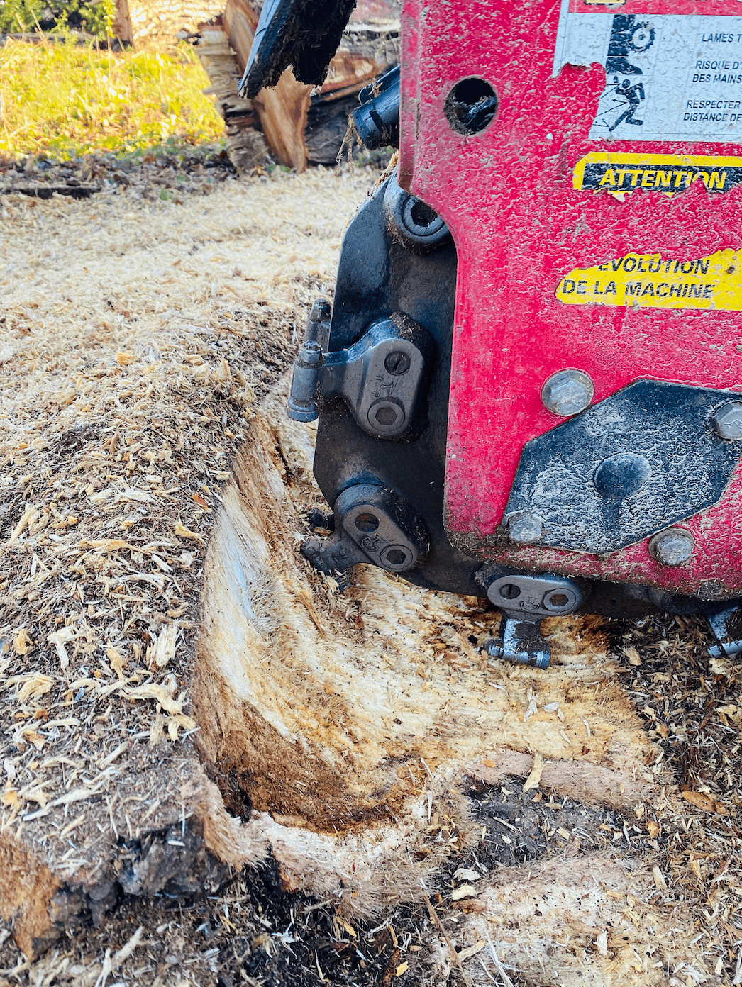 Souches éliminées grâce à une rogneuse adaptée.