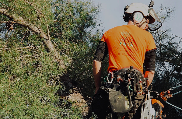 Taille maîtrisée pour sécurité, santé des arbres et dégagement des abords.
