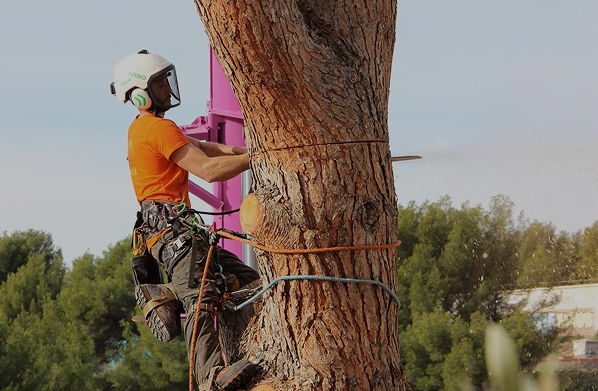 Arbres dangereux, secs ou morts, avec gestion sécurisée des abords.